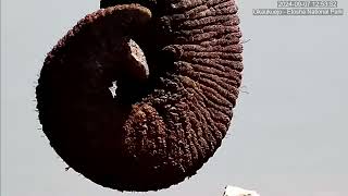 Elephant close up [upl. by Mali]