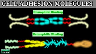 Cell Adhesion Molecules  CAMS  Cadherin Integrin IGCAMS Selectin [upl. by Bevers]