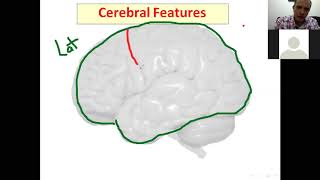 Anatomy of brain Topography [upl. by Nodyl]