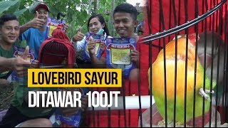 LOVEBIRD SAYUR DITAWAR 100JT [upl. by Uyekawa]