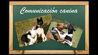 Etología canina comunicación comportamiento y señales de calma [upl. by Trimmer]