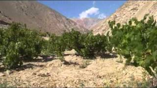 Vina Falernias Huanta vineyard at high altitude in Elqui Chile [upl. by Kenleigh556]