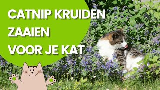 Gemakkelijk catnip en valeriaan zaaien voor je kat met het zaaipakket van greenPAWS [upl. by Lliw]