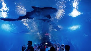 Oceanogràfic Valencia España 🇪🇸 oceanografic valenciaspain valenciagram acuario [upl. by Amitaf]