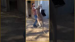 Women rescue baby kangaroo kangaroo facts animals education rescue shorts [upl. by Soren]