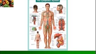 An Overview of the Lymphatic System [upl. by Adin]