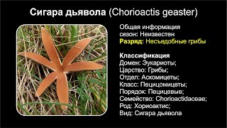 Сигара дьявола Chorioactis geaster [upl. by Junette]