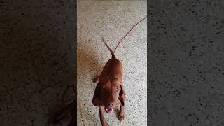 Vizsla Dog Barking dogs vizsla dogbarking dogbreeds puppy [upl. by Thorman]