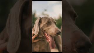 Weimaraner dogsshorts [upl. by Simmonds]