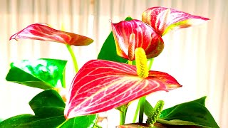 🙋ANTHURIUM ANDREANUM Y SUS CUIDADOS [upl. by Nosiram]