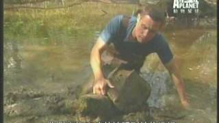 路易斯安那超級大鱷龜 Louisiana huuuuuge alligator snapping turtle [upl. by Elleimac37]