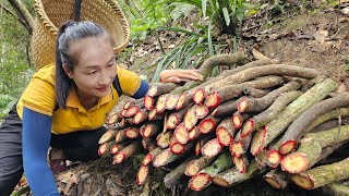 Harvesting traditional medicine  blood tonic tree  goes to market sell  Ly Thi Tam [upl. by Nemrac640]