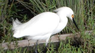 Snowy Egret Call [upl. by Raamal85]