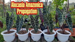 How to Propagate Alocasia Amazonica [upl. by Elorak]