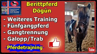 Dögún Beritt Pferdetraining Tipps aus Unterricht Isländer Islandpferd Tanja Schienagel [upl. by Vories]