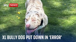 Owner of XL bully put down in error by police was waiting for call to bring dog home [upl. by Iras]