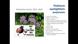 JardinageThalictrum aquilegifolium purpureum Plante vivace [upl. by Sarilda]