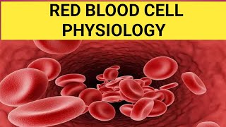 Red blood cells RBC Erythrocyte Blood physiology by Dreaming medicose Blood composition [upl. by Diao]