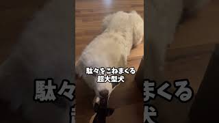 超大型犬のやる気の感じられないおねだり グレートピレニーズ greatpyrenees shots [upl. by Eninaej64]