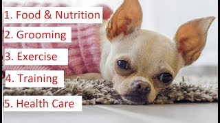 Chihuahua 101  Feeding Grooming Training amp Health Care of Chihuahua [upl. by Ardnuassak]