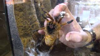 Pterinochilus murinus Pickup Grab OBT Orange Baboon Tarantula Orange Bitey Thing [upl. by Ahsienat356]