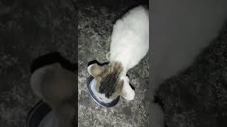 My little monty milk pi raha hai slow motion main 😇😲👌😊🤘👍😁😄 [upl. by Tadashi]