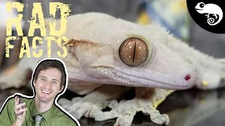 Crested Geckos  22 Stinkin Rad Facts [upl. by Camilo]