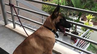 Belgian Malinois barking [upl. by Pine]