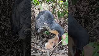 Amazing Brown Bittern Bird Feeding Chicks [upl. by Hairam661]