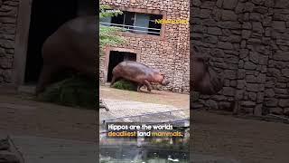 Hippo shows zookeeper whos boss 😳 [upl. by Happy]