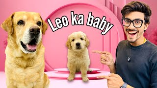 Leo Ka Baby  Papa Ban Gaya Leo  Anant Rastogi [upl. by Shepp]