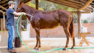 How To Wash A Horse For Beginners Only 7 Steps [upl. by Ofelia]