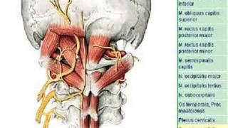 Regio nuchae [upl. by Atsedom714]