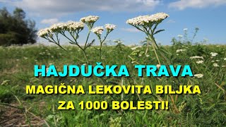 HAJDUČKA TRAVA  MAGIČNA Lekovita BILJKA Za 1000 BOLESTI [upl. by Caputo782]