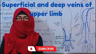 Vein S of upper limb  superficial veins and deep veins  ayesha medical education If [upl. by Beckman]