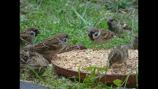 RECONNAITRE LE MOINEAU FRIQUET DU DOMESTIQUE [upl. by Aibara549]