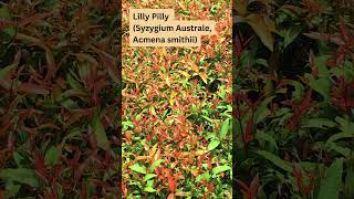 Lilly Pilly Native Australian Hedge Plant [upl. by Ahsinar]