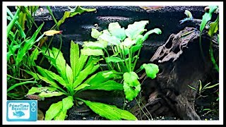 Beginners Guide to Aquatic Plants How to Keep Plants in Your Fish Tank [upl. by Youlton]