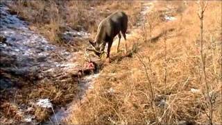 Deer Hunting Footage Amazing [upl. by Mozelle]