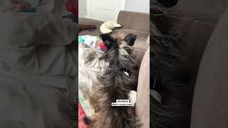 rxckstxr what is my dog saying viral comedy pets shorts [upl. by Annawal]