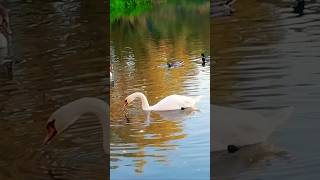 The swan gracefully arches its neck and drinks water [upl. by Jania]