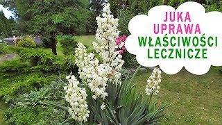 Juka ogrodowa jej uprawa oraz właściwości lecznicze [upl. by Elmaleh]