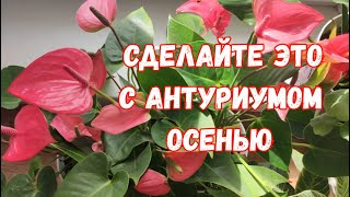 ОСЕНЬЮ Опрыскайте ТАК АНТУРИУМ и БОЛЕЗНИ и ГНИЛИ НЕ СТРАШНЫ Даже дохлый цветок оживет [upl. by Annirac]