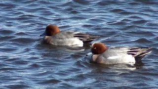 Silbón europeo Mareca penelope Eurasian Wigeon [upl. by Olegnad194]