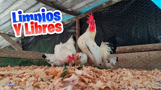 Liberando y Limpiando el Gallinero de los Miniatura 🐓 [upl. by Mozelle101]