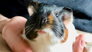 All About Nugget  Meet My Guinea Pigs [upl. by Neeruan]