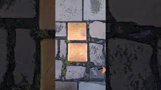 Stolpersteine 254 [upl. by Artcele]