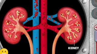 Urogenital system animation videos  Anatomy Visual1  Learny Land [upl. by Isej]