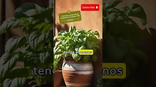 Cómo tener una Planta de Albahaca en Maceta cultivos plantas cultivos huerta albahaca [upl. by Karub]