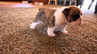 English Bulldog puppies learning to walk for the first time [upl. by Damha]